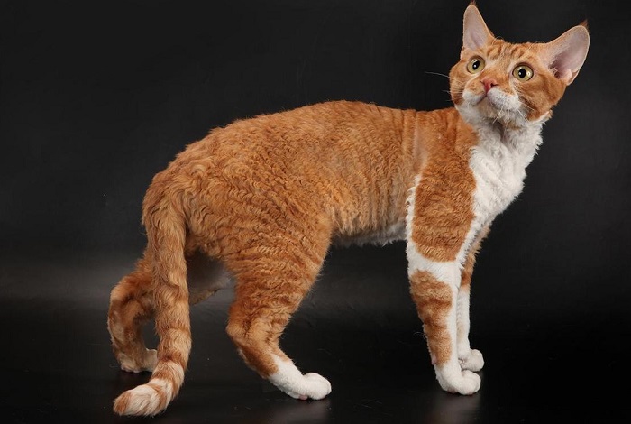 Самая дорогая кошка в мире: рейтинг, описание, цена, фото, видео
